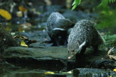 食蟹獴