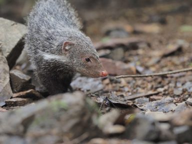 食蟹獴