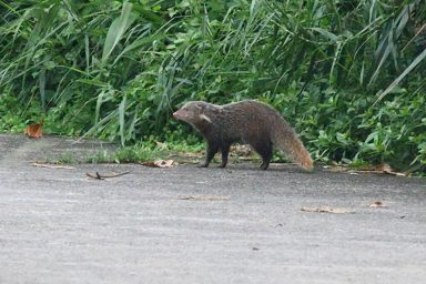 食蟹獴