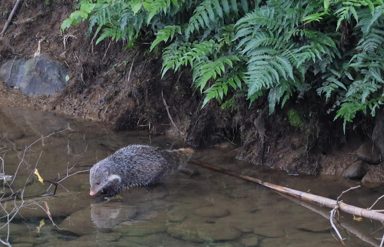 食蟹獴