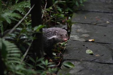 食蟹獴