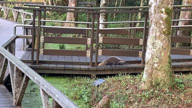 食蟹獴