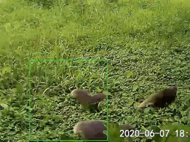 食蟹獴