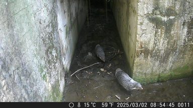 食蟹獴