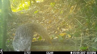 食蟹獴