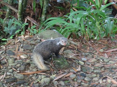 食蟹獴