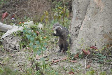 食蟹獴
