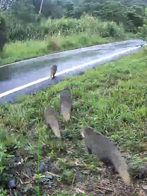 食蟹獴