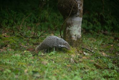 食蟹獴