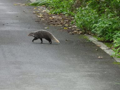 食蟹獴
