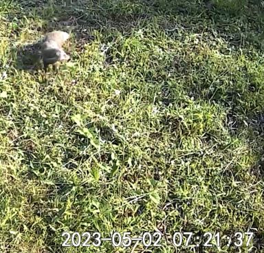 食蟹獴