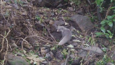 食蟹獴