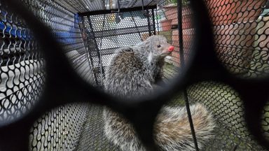 食蟹獴