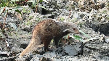 食蟹獴