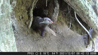 食蟹獴