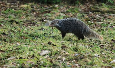 食蟹獴