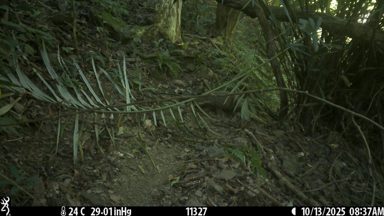 食蟹獴