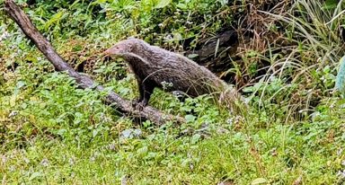食蟹獴
