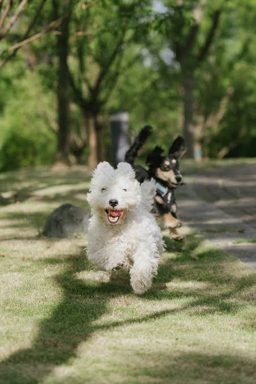 狗