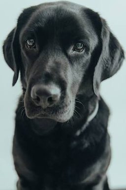 狗