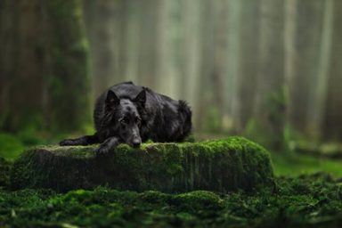 狗