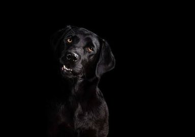 狗