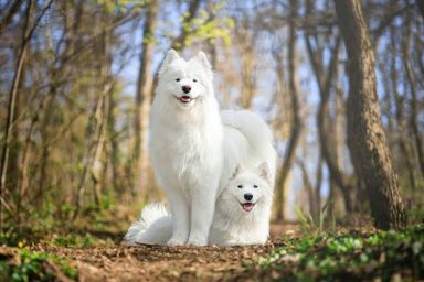 狗