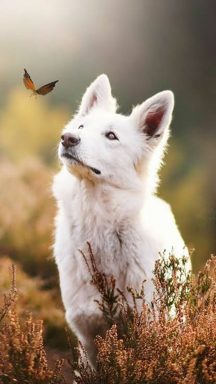 狗