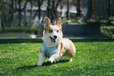 狗
