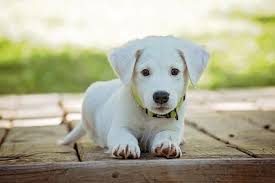 狗