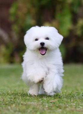 狗