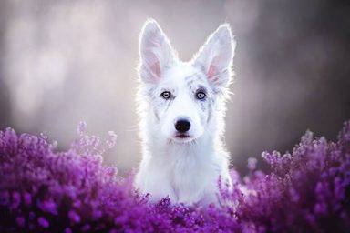 狗