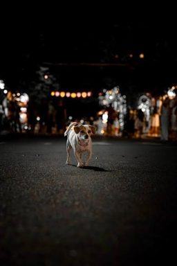 狗