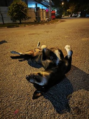 狗