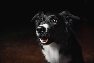 狗