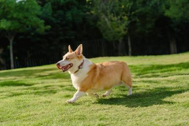 狗