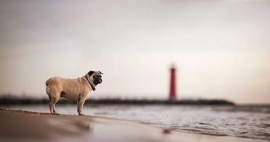 狗