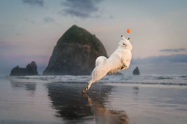 狗