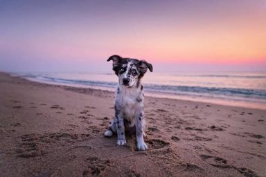 狗