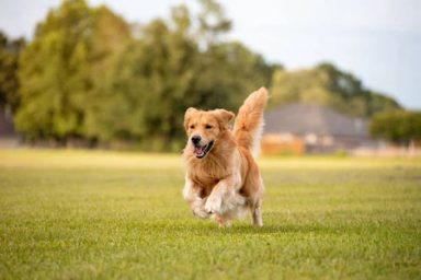 狗