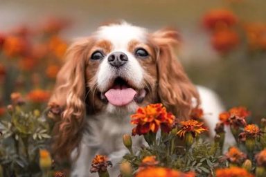 狗