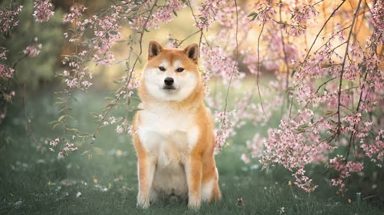 狗