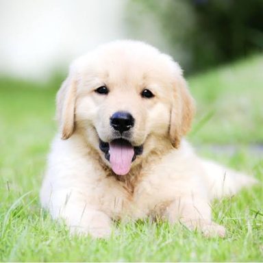 狗