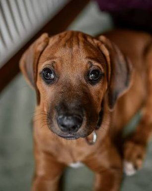 狗