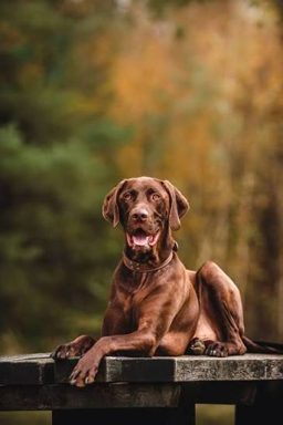 狗