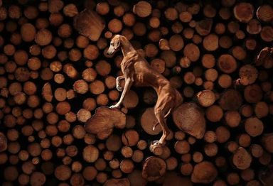狗