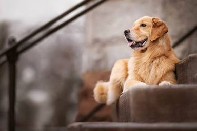 狗