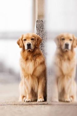 狗