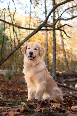 狗