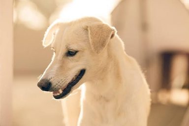 狗